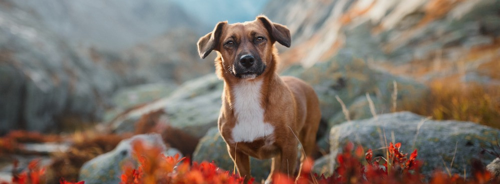 hond in de bergen van Zwitserland
