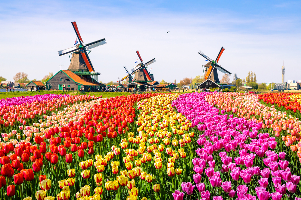 Tulpen in Keukenhof Lisse