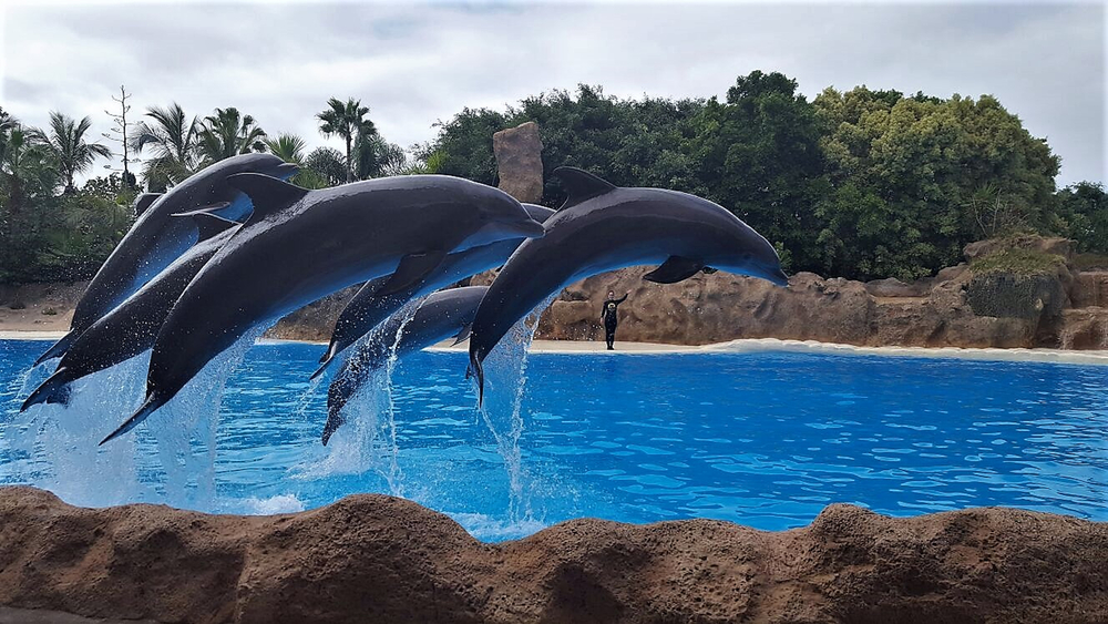 parc attraction en Espagne: Loro Parque